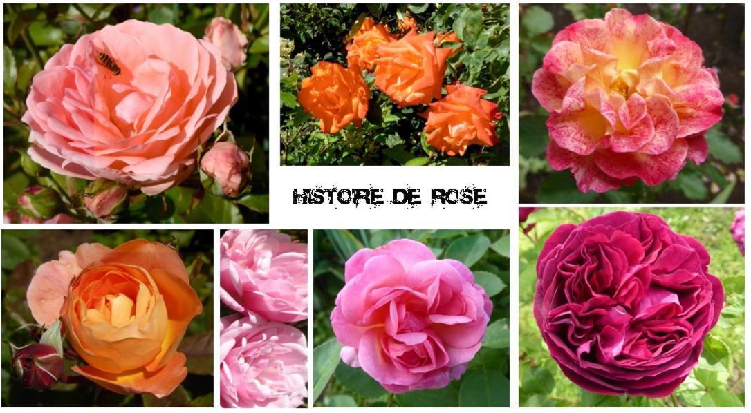 Au Rendez Vous De L'Auxois B&B Essey Exteriér fotografie